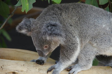 Obraz premium Koala bear