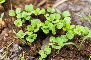 Close-up of the baby salad leafs in the garden