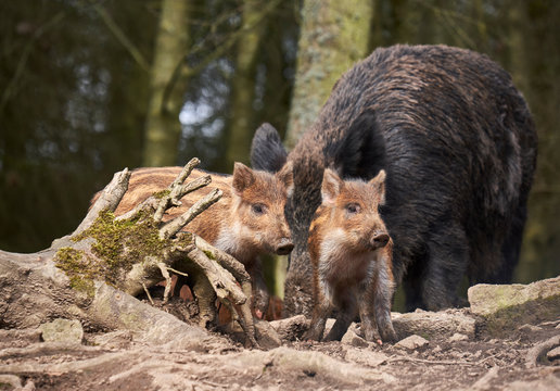 Baby boar piglets running through woodland. Yorkshire, UK.