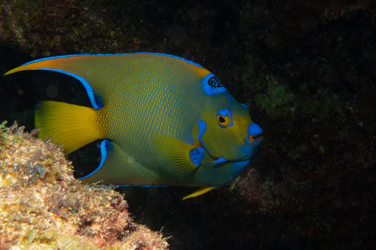 Queen Angelfish