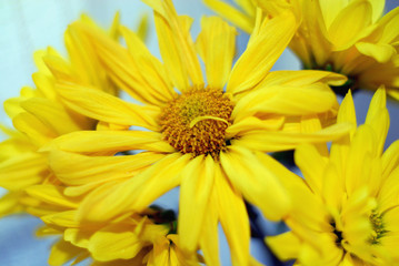Close-up big yellow beautiful flower.