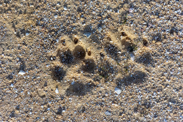 footprint on the sand