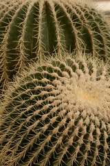 Naklejka na ściany i meble cactus