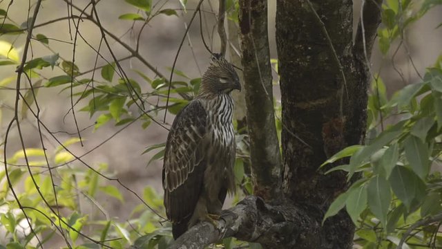 A crested hawk eagle perched on a tree inside Bandavgarh tiger reserve during a wildlife safari