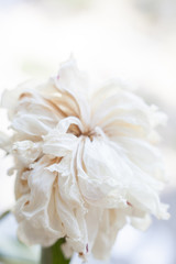 Faded white peony flower