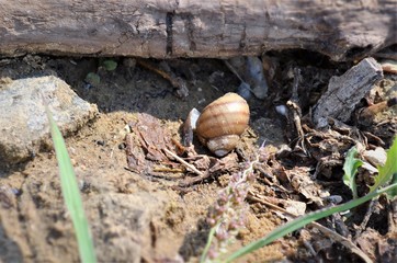 
Snail in the sand