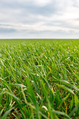 green grass and gloomy sky