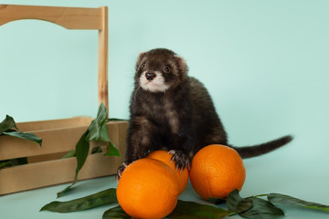 Ferret in a box with oranges