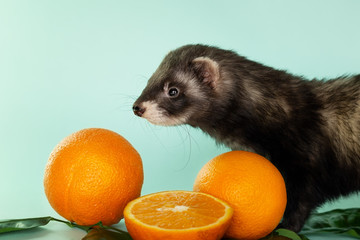 Ferret in a box with oranges