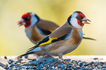 Ptak szczygieł  (Carduelis carduelis) podczas jedzenia ziarna