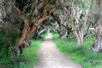 Weg unter alten Bäumen
