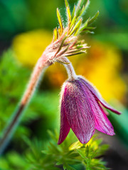 Kwiat wiosennej sasanki w ogrodzie - zbliżenie