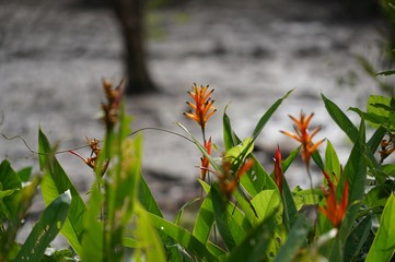 Floresta Natureza