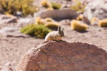 Viscacha in Altiplano of Chile