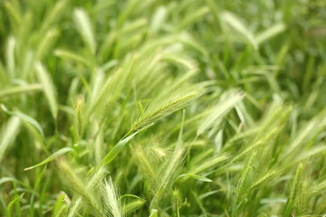 Fototapeta na wymiar field, wheat, green grass background