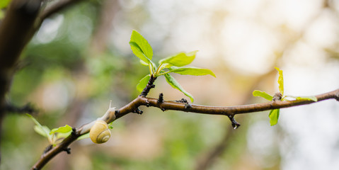 Snail on tree branch