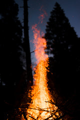 fire in the forest