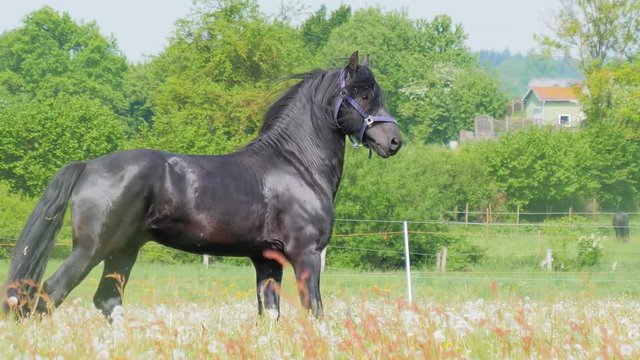 Black Horse running in high grass