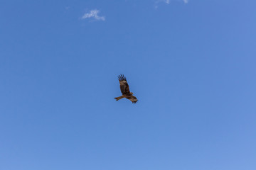 Falcon flies i the sky over steppes of Mongolia. Altai