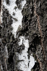 tree bark of silver birch - texture, background