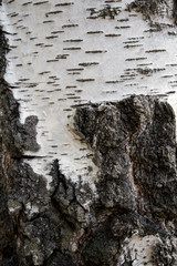 tree bark of silver birch - texture, background