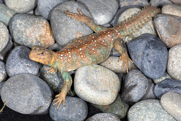 Saharan Red Uromastyx on rocks