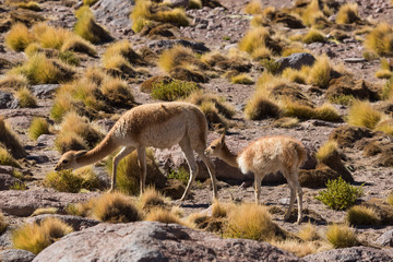 Vicunas in Altiplano of Chile