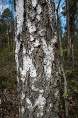 tree bark of silver birch - texture, background