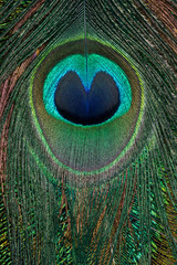 Obraz premium Beautiful colorful feather patterns for backgrounds