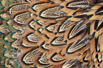 Fototapeta premium Beautiful colorful feather patterns for backgrounds