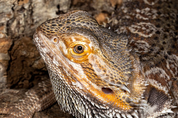 Adult Bearded Dragon Lizard