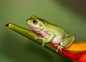 Australian Green or dumpy tree frog