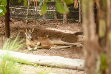 Fototapeta premium Male kangaroo lies on the ground and looks into the distance