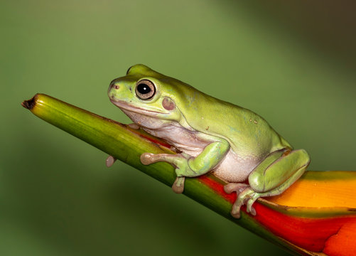 Australian Green Or Dumpy Tree Frog