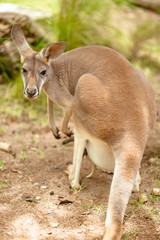 Naklejka na ściany i meble Portrait of a pregnant female kangaroo in the park