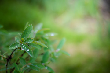 Raindrops on juicy lush green plant in summer meadow in spring summer outdoors close-up macro, freshness of nature, morning light background with copy space