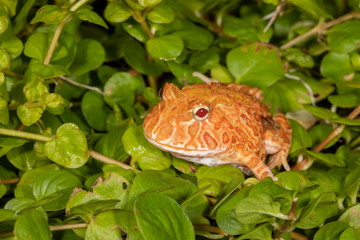 Strawberry Pineapple Pacman Frog