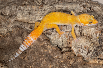 Leopard Gecko on piece of wood