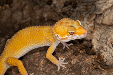 Leopard Gecko on piece of wood