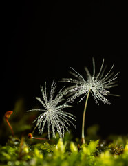 Dandelion seeds water drops flower background