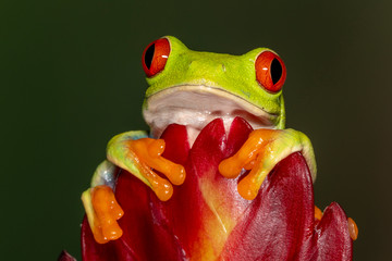 Red-eyed Green Tree Frog on Tropical Plant	
