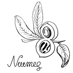 Fototapeta premium Nutmeg branch, hand drawn sketch. Black and white isolated element