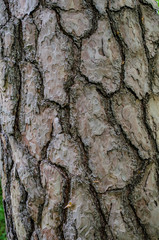 bark of a tree