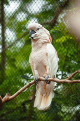 Exotic bird. Cute pink cockatoo sit on a branch tree. Wildlife Bali, Indonesia.