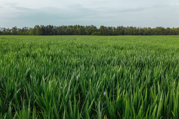 field, trees and blue sky. green field on a sunny clear day