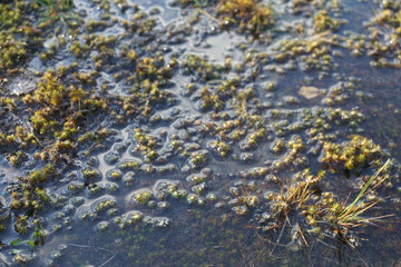 Trupbacher Heide Wandern im April