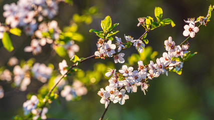 Wiosenne gałęzie z białymi kwiatami na zielonym tle © Michal45