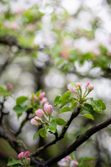 Apple flower blossom