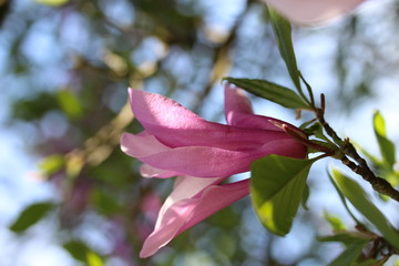 Fototapeta premium A close up of a single magnolia blossom