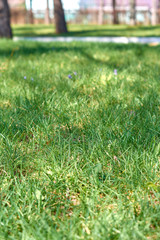 A green meadow in a park, ideal place for rest and party.